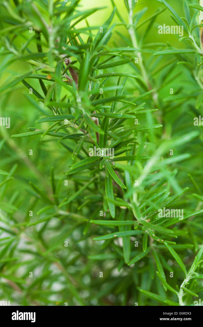 Rosemary bush close up the fresh leaves Stock Photo Alamy