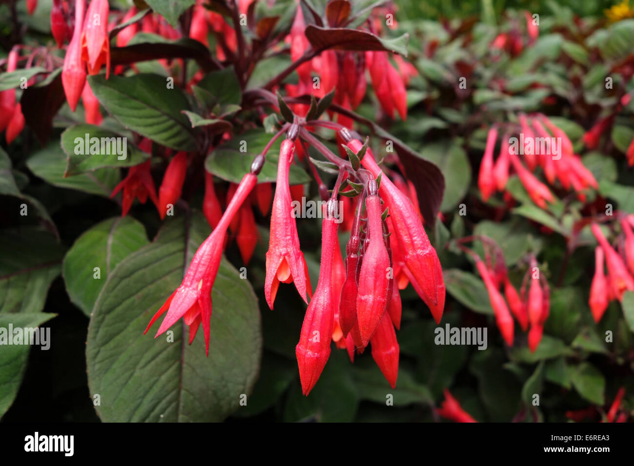 Fuchsia 'Coralle' Stock Photo