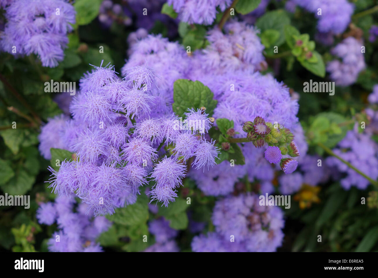Ageratum houstonianum 'Blue Horizon' Stock Photo - Alamy