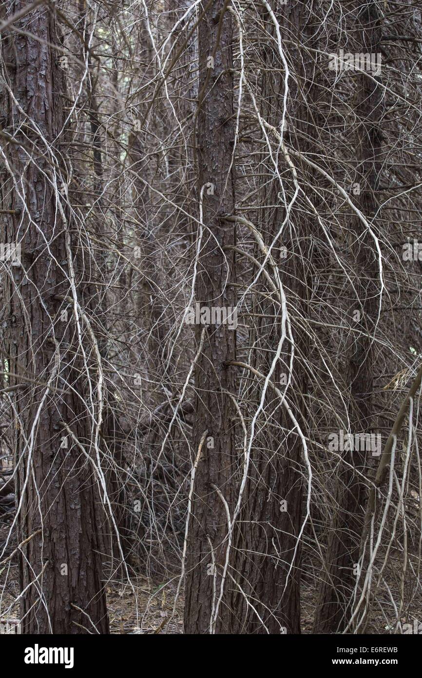 Trees From Ringo Los Angeles, California, USA. 25th Aug, 2014. Dry trees are seen in ...