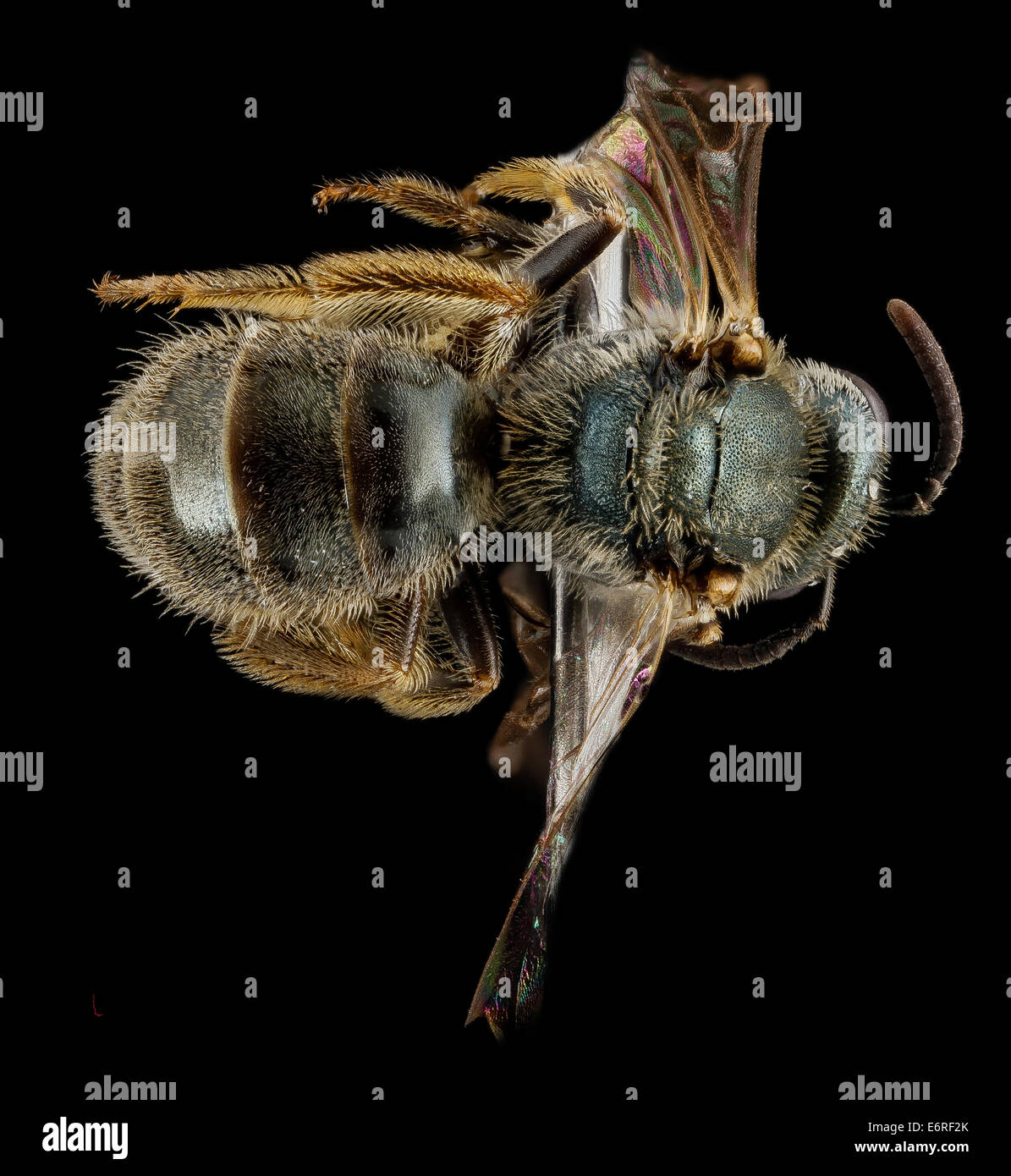 Lasioglossum floridanum, F, back, Georgia, Camden County 2013-02-22-182445 ZS PMax 10673032473 o One of the many tricky to identify Dialictus bee species, this from the lovely Cumberland Island National Seashore, Cumberland Island having many interesting Stock Photo