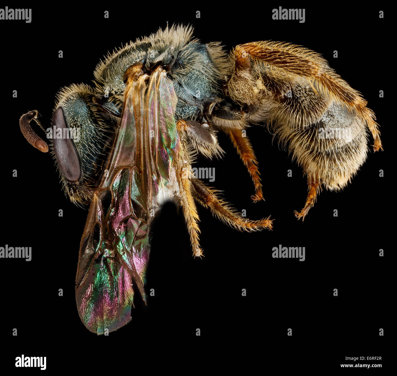 Lasioglossum floridanum, F, side, Georgia, Camden County 2013-02-22-183833 ZS PMax 10673017473 o One of the many tricky to identify Dialictus bee species, this from the lovely Cumberland Island National Seashore, Cumberland Island having many interesting Stock Photo