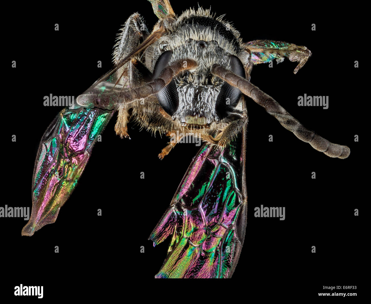 Insect Wing Interference Wing interference patterns hi-res stock photography and images - Alamy