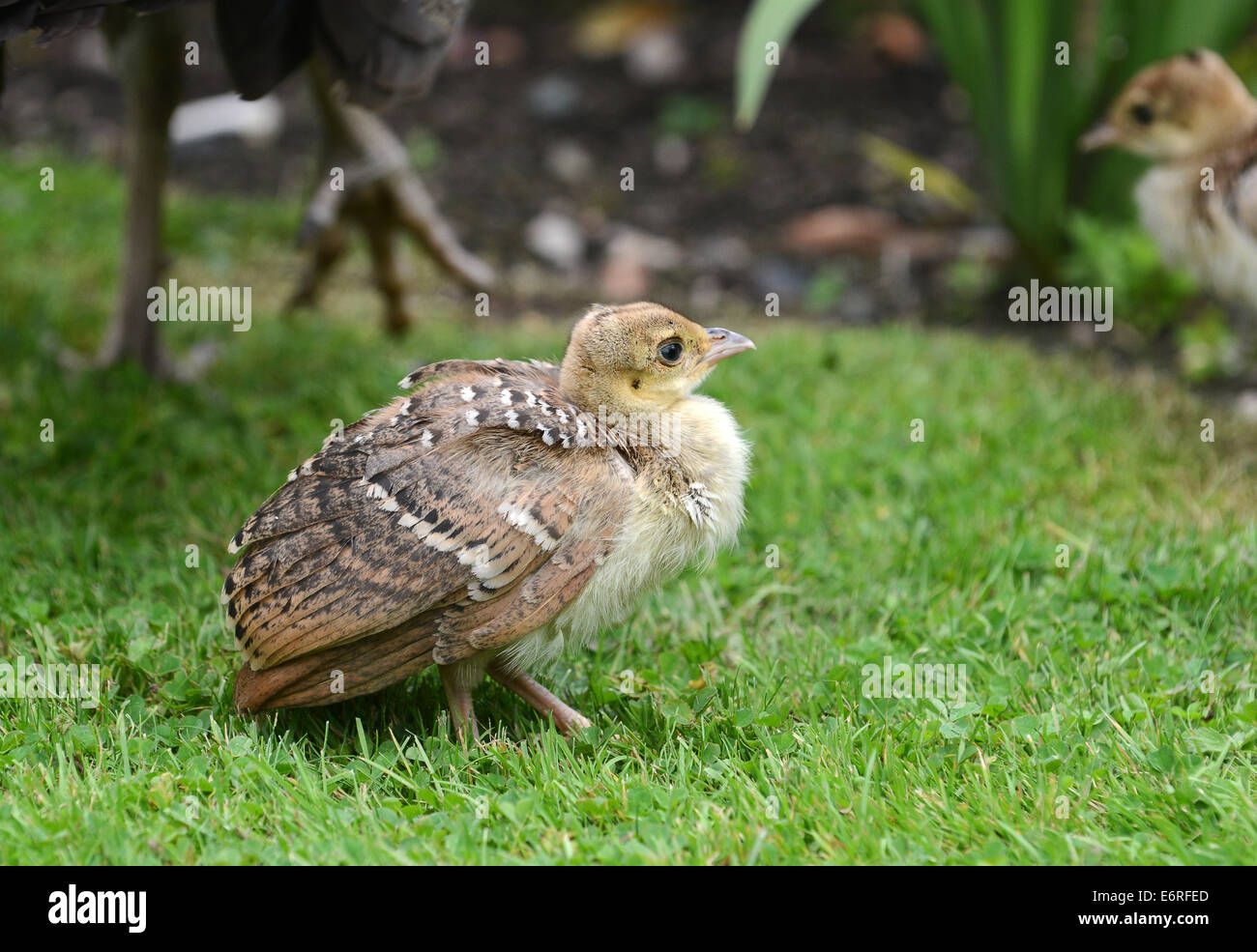 Peacock Chick High Resolution Stock Photography and Images Alamy