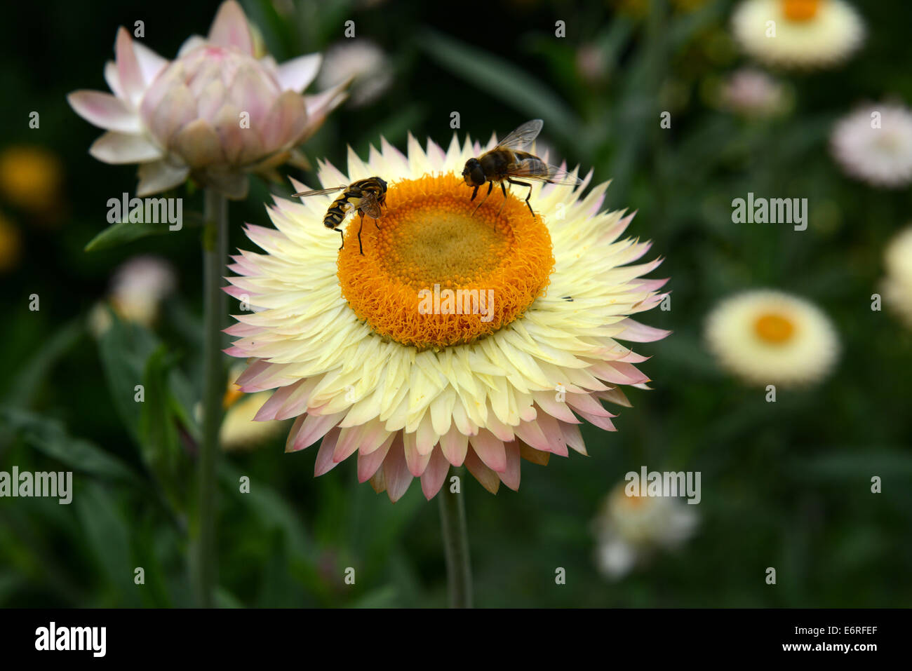 Honey Bee on Helichrysum 'Skynet' Stock Photo