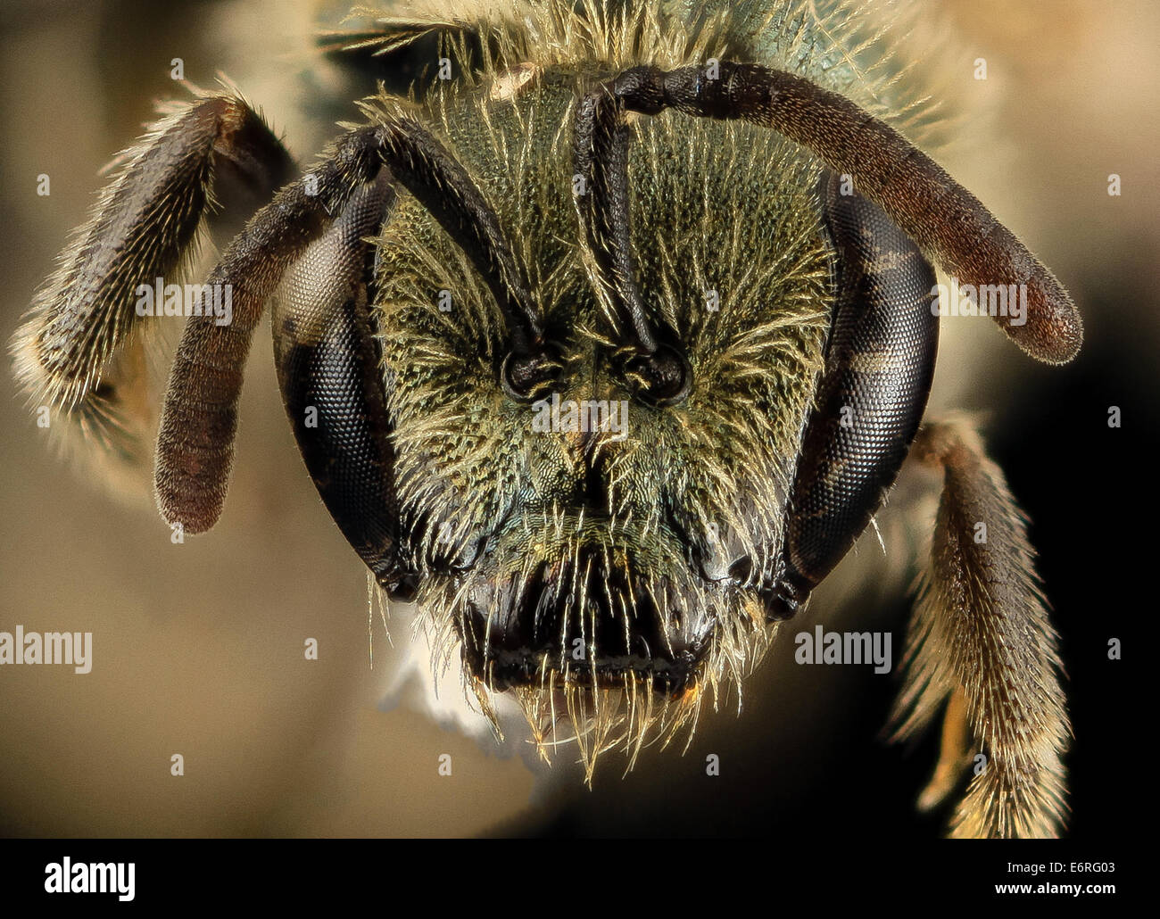 Lasioglossum perpunctatum, F, Face, MI, Alger County 2014-03-21-151025 ZS PMax 13351945884 o One of many species of slightly met Stock Photo