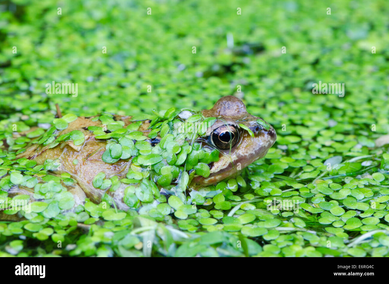 Common Frog (Rana temporaria) in pond. Sussex, UK. Duckweed (Lemna minuta). May Stock Photo