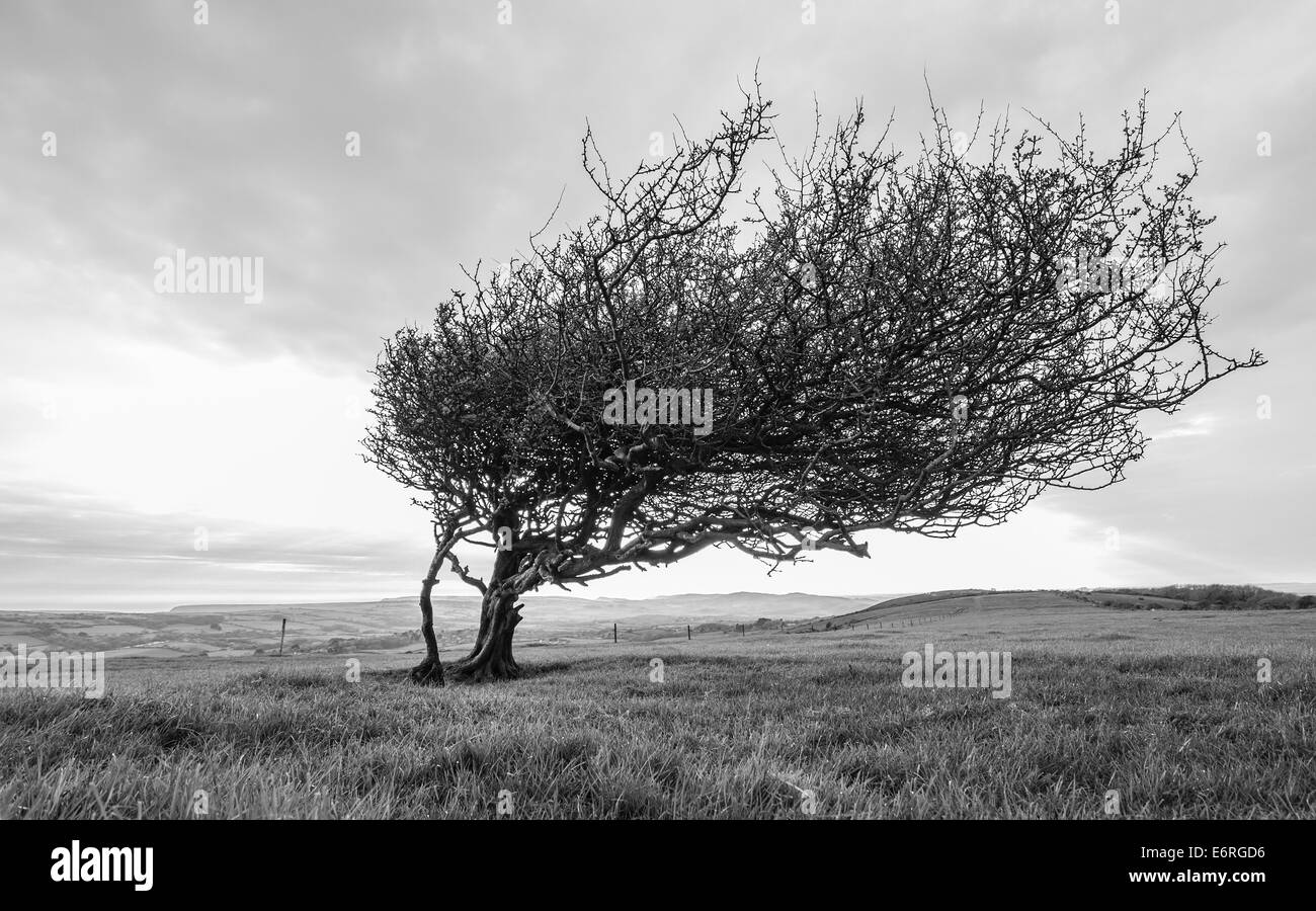 Lone tree on a hill Stock Photo Alamy