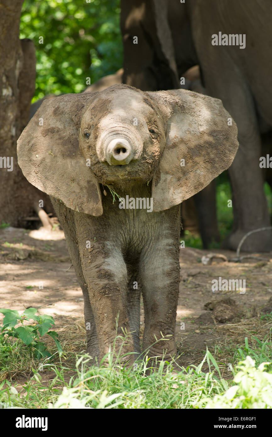 Baby elephant is showing his trunk Stock Photo