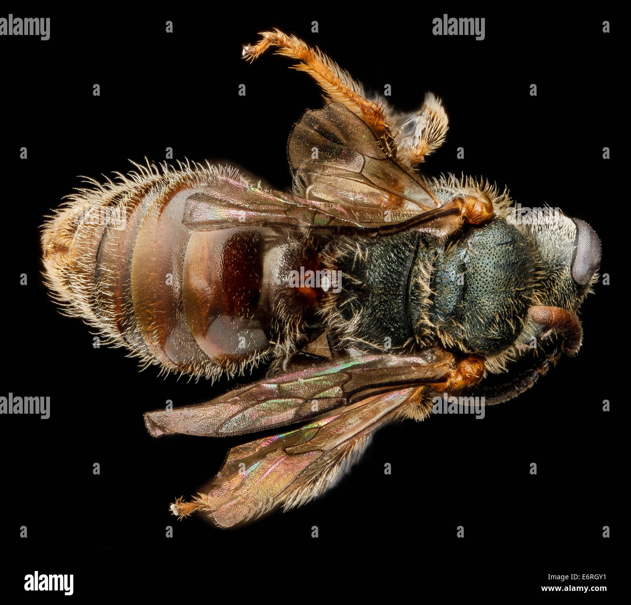 Halictid bees hi-res stock photography and images - Alamy