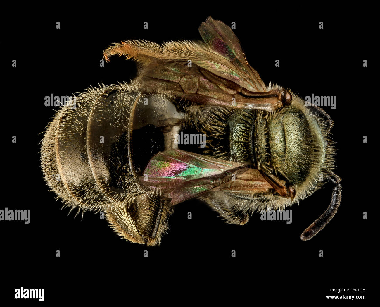 Lasioglossum versatum, F, back, MD, Cecil County 2013-07-08-180557 ZS PMax 10766434766 o One of the common Dialictus group Lasioglossum species, often involved in confusion among several similar species. This one collected by Tim McMahon in Cecil County M Stock Photo