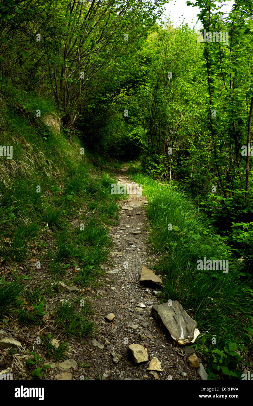 Path through woodland, Italy Stock Photo