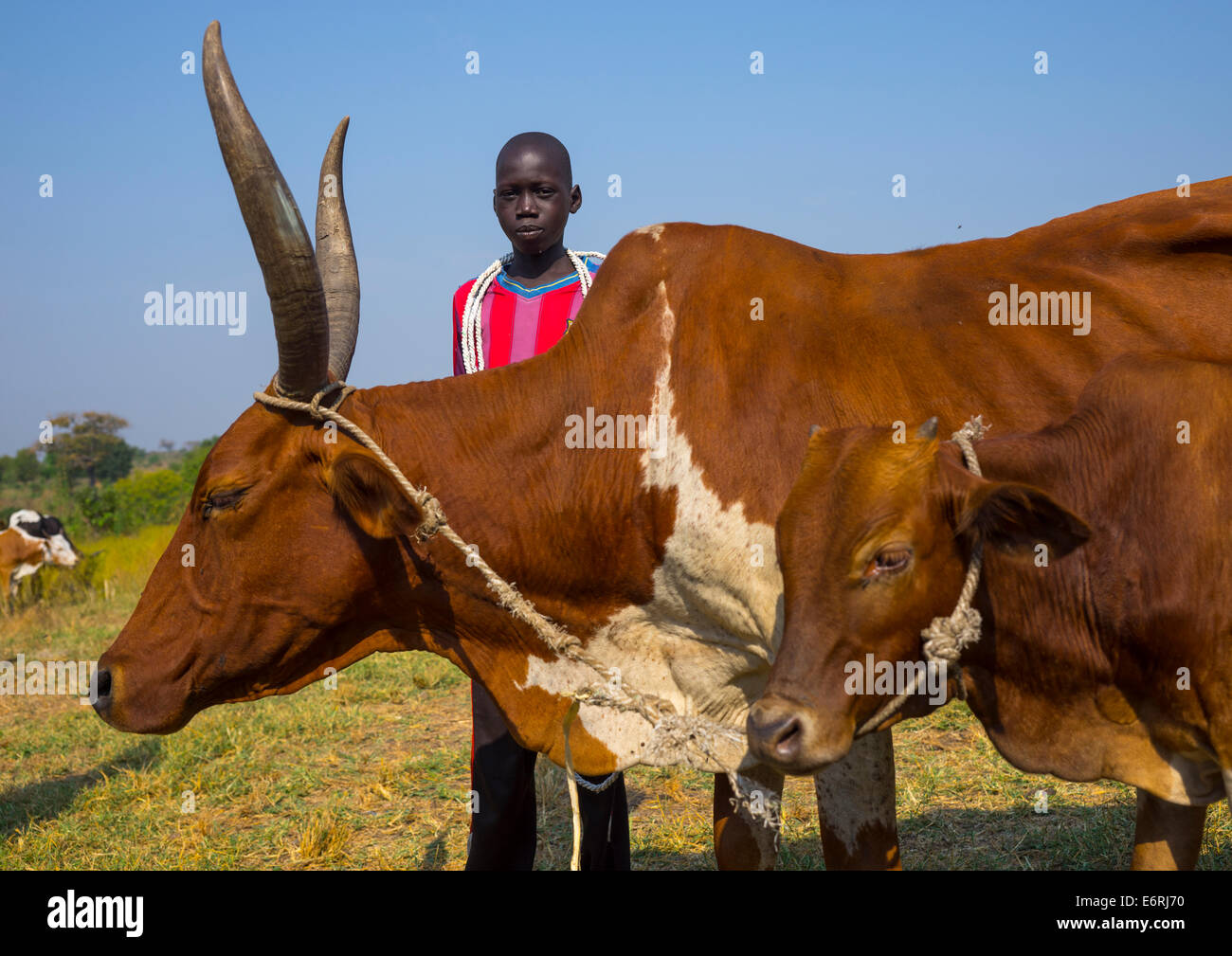 Nuer Tribe Livestock And Catlle Market, Gambela, Ethiopia Stock Photo