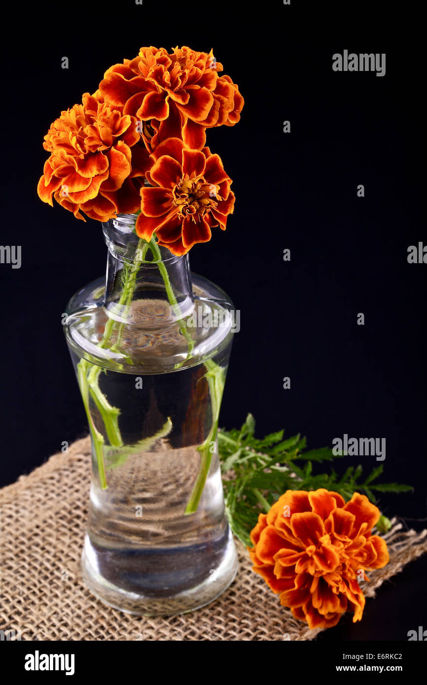 Orange flowers in a vase on a black background Stock Photo - Alamy