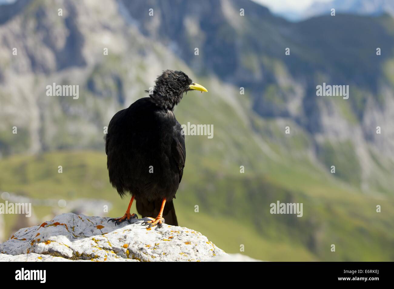 Crow Stock Photo
