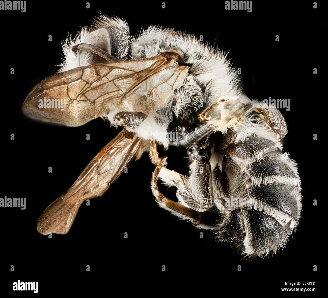 Megachile frugalis, M, Side, Pg County, MD 2014-01-30-112252 ZS PMax 12522701945 o A mysterious species of Megachile that seems  Stock Photo