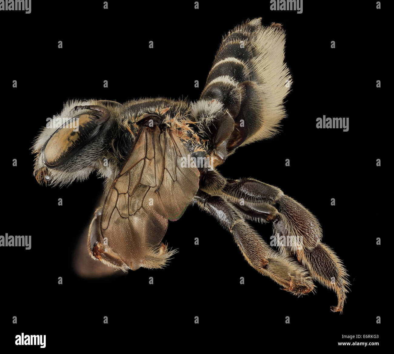 Megachile integrella, F, Side, NC, Moore County 2014-01-07-163714 ZS PMax 11920044423 o Darn it.  As I was loading this picture  Stock Photo
