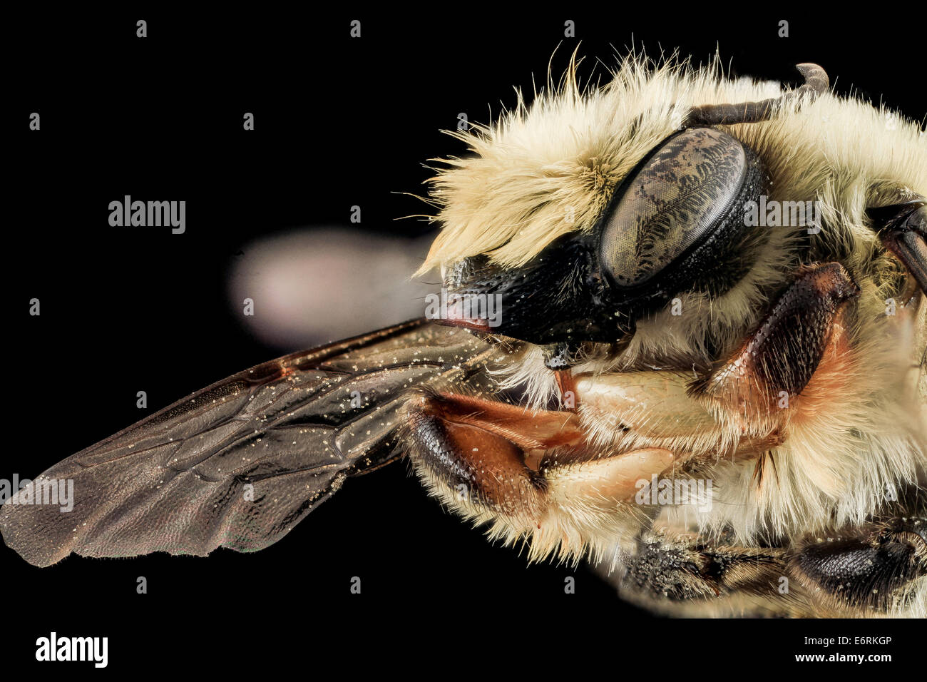 Megachile mucida, M, Face, NC, Moore Co 2013-09-25-190443 ZS PMax 9959614966 o The male of Megachile mucida, this is one of the  Stock Photo