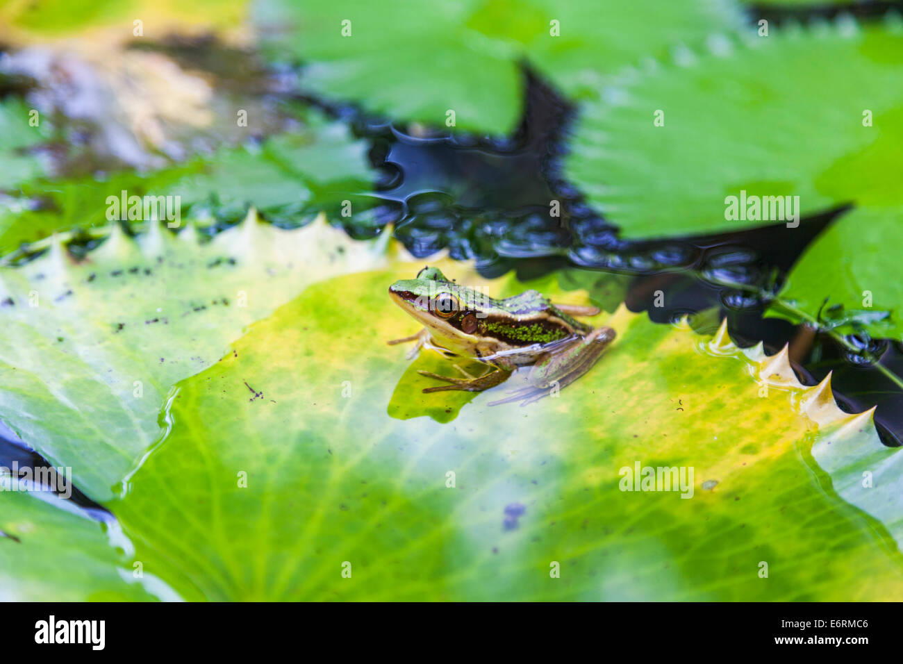 Common green frog (Hylarana erythraea) also known as green paddy frog ...