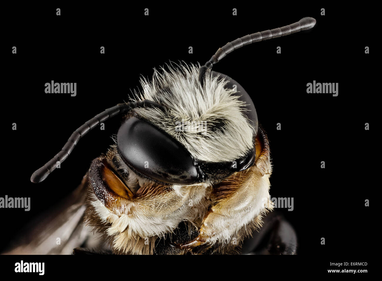 Megachile xylocopoides, m, face, md, kent county 2014-07-22-092037 ZS PMax 14740009033 o As you can see from the tattered edges  Stock Photo