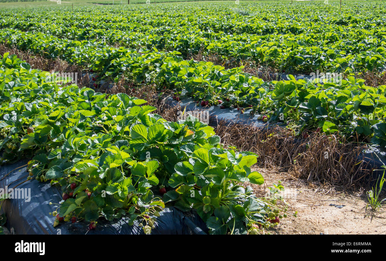 Strawberry rows hi-res stock photography and images - Alamy