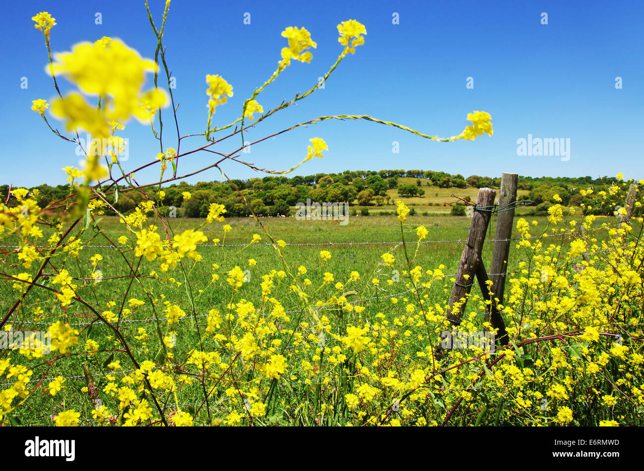 Beautiful rural landscape with vast green field, a fence and yellow flowers Stock Photo