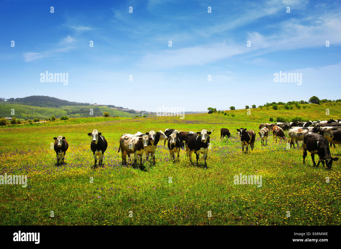 Beautiful rural landscape with vast green field and a herd of cows pasturing Stock Photo