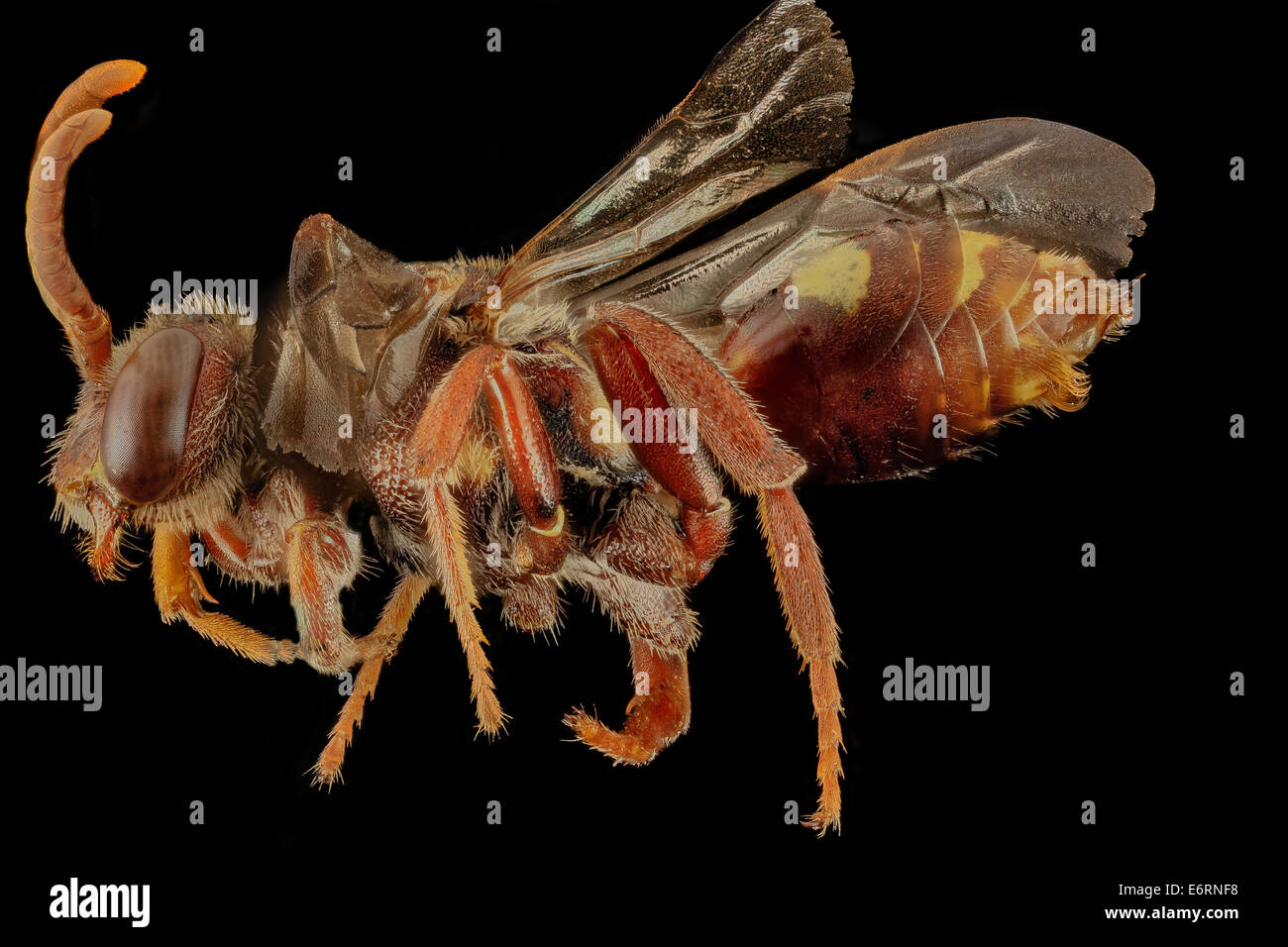 nomada bethunei, f, side, md, kent county 2014-06-09-183351 ZS PMax 14222099397 o First Maryland record for this species. A possible nest parasite of Andrena wilkella. Picked up at Andelot Farm in Kent County Maryland. Canon Mark II 5D, Zerene Stacker, St Stock Photo