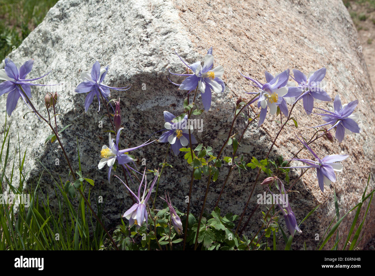 Colorado blue columbines in bloom in front of a rock Stock Photo Alamy