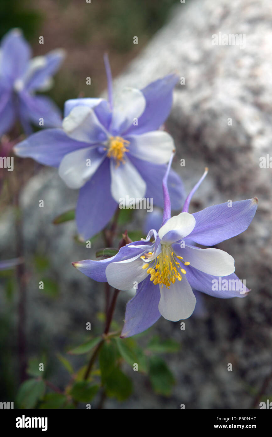 Closeup of Colorado Rocky Mountain blue columbine flowers (Aquilegia coerulea) Stock Photo