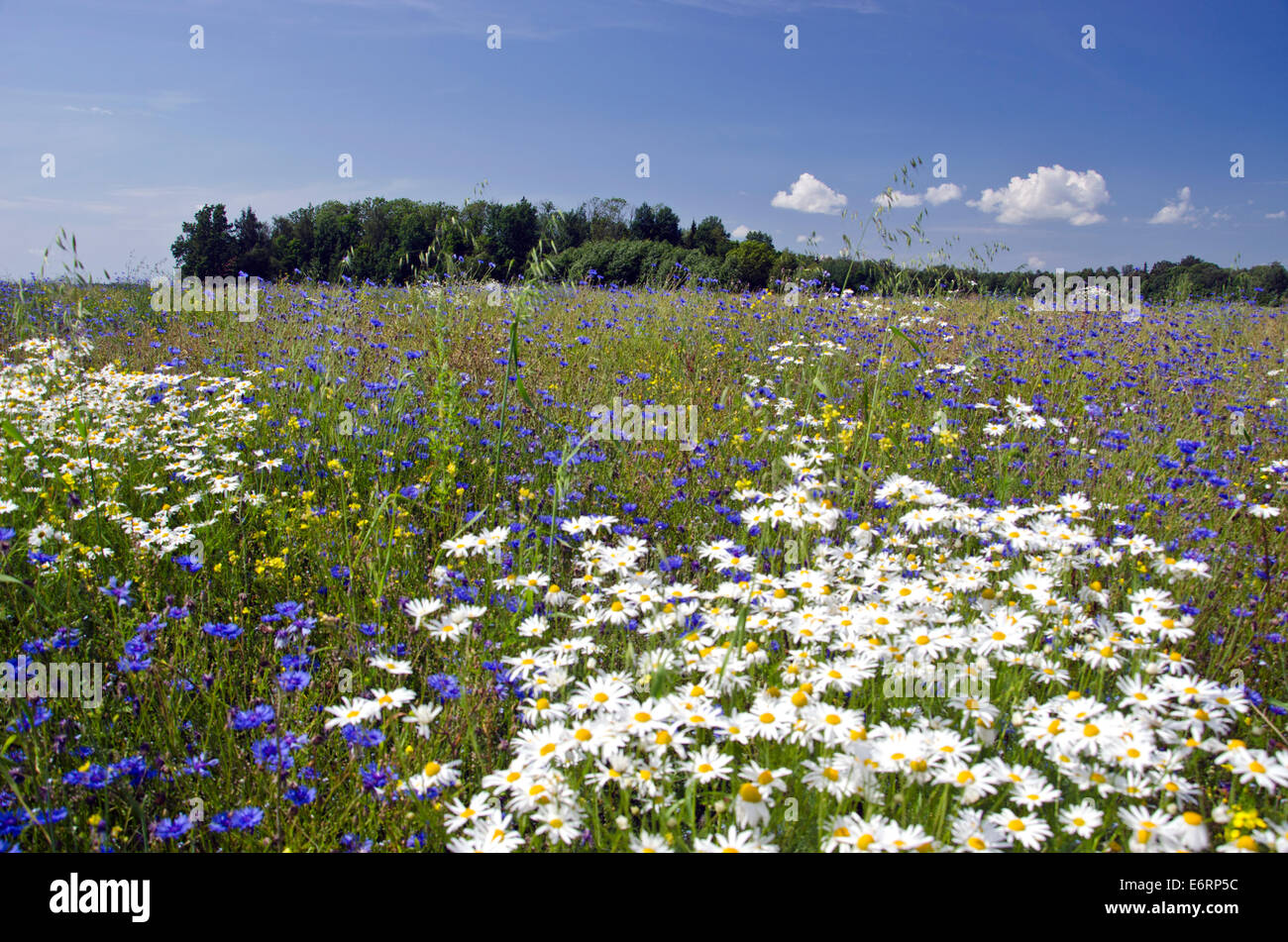 summer meadow landscape with beautiful wild flowers Stock Photo - Alamy