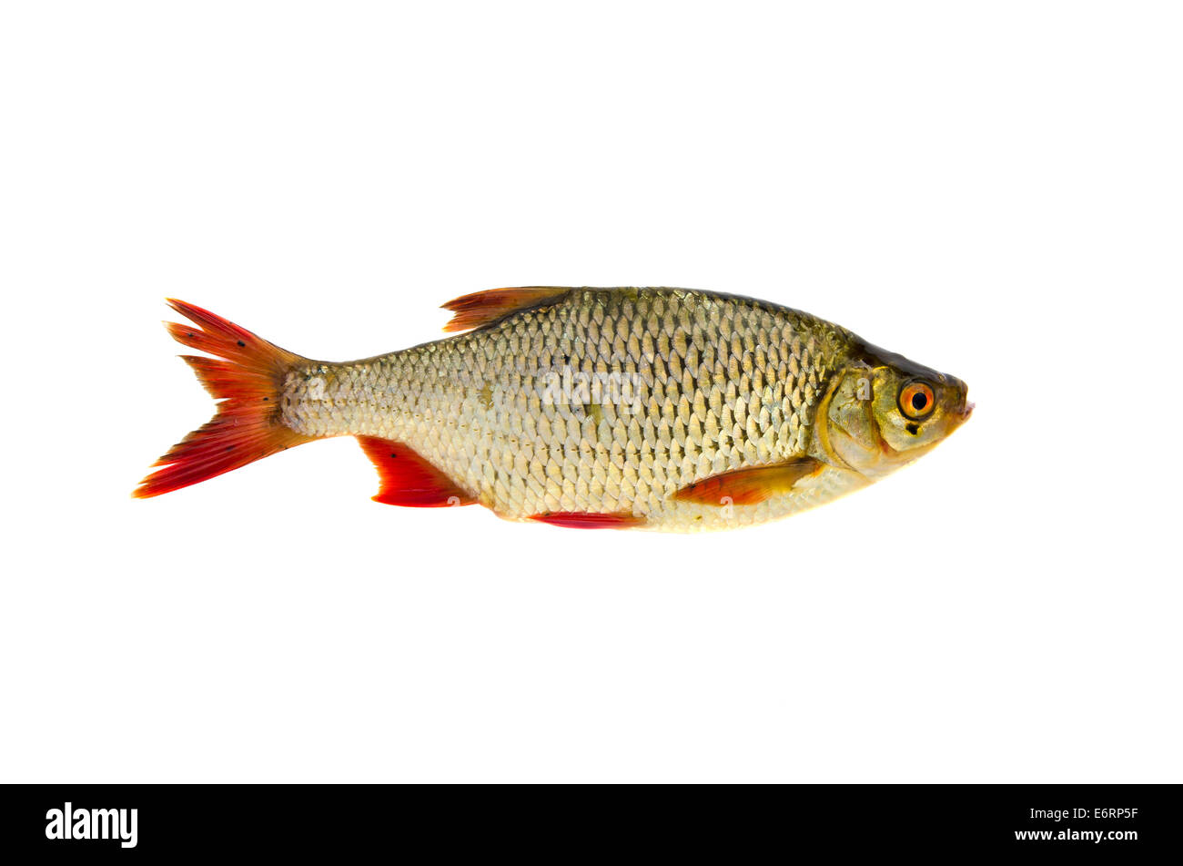 fresh rudd (Scardinius erythrophthalmus) fish isolated on white background Stock Photo