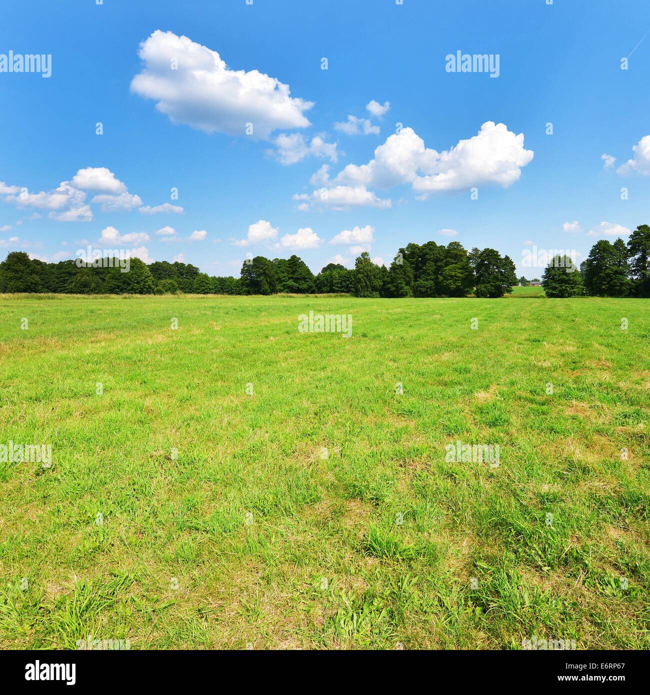 Beautiful summer landscape with green grass and blue cloudy sky Stock ...