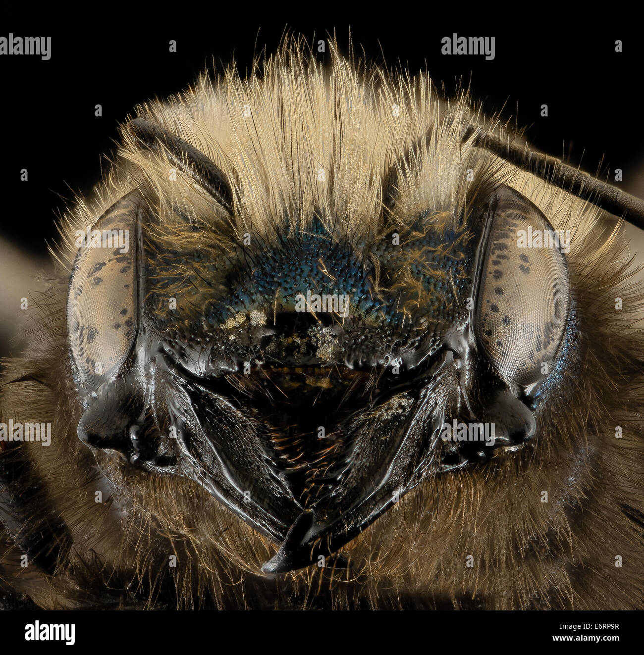 Osmia lignaria, F, Face, Washington, DC 2013-11-13-094456 ZS PMax 12330260505 o Here you can see the sculptured wonder of an Osm Stock Photo
