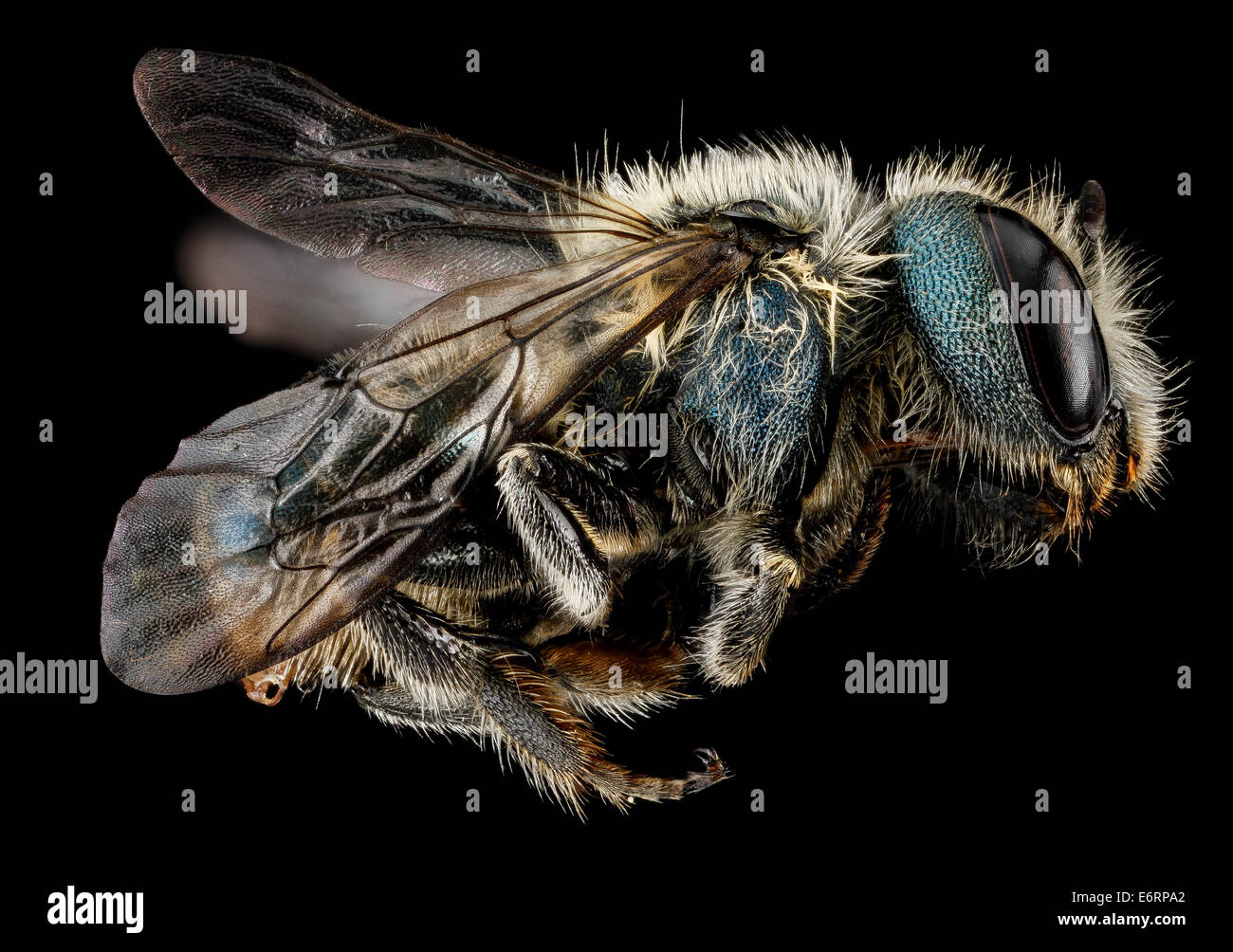 Osmia sandersoneae, F, side, Tennessee, Blount County 2013-02-01-154651 ZS PMax 8446637135 o Great Smoky Mountains National Park Osmia sandersoneae, F, side, Tennessee, Blount County 2013-02-01-15.46.51 ZS PMax Stock Photo