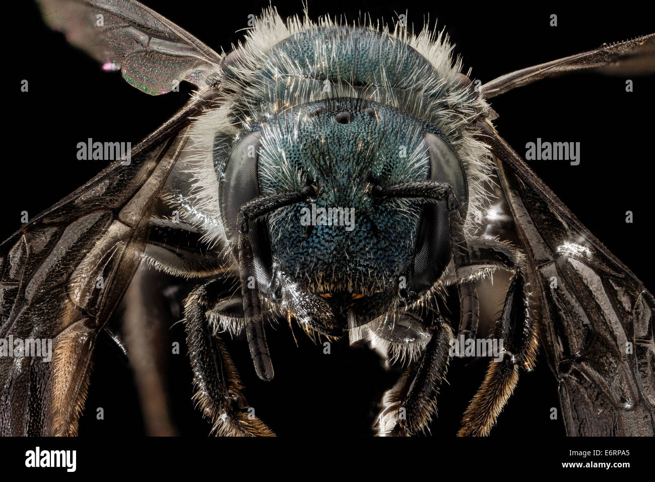 Osmia simillima, face 2014-07-01-140805 ZS PMax 14572058321 o A somewhat big and somewhat northern Osmia.  One of the frustratin Stock Photo