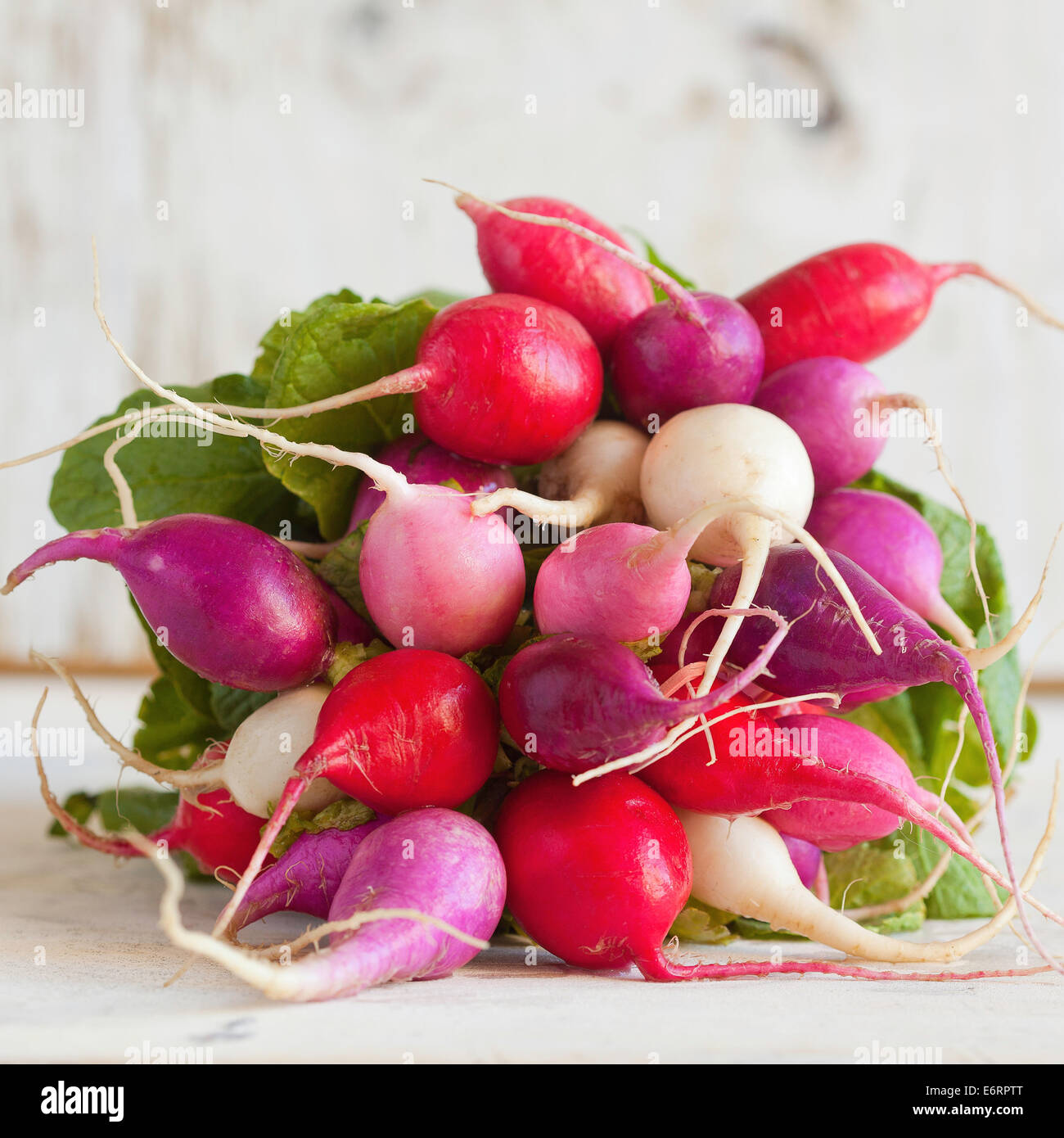 Bundles of organic French Radishes Stock Photo Alamy