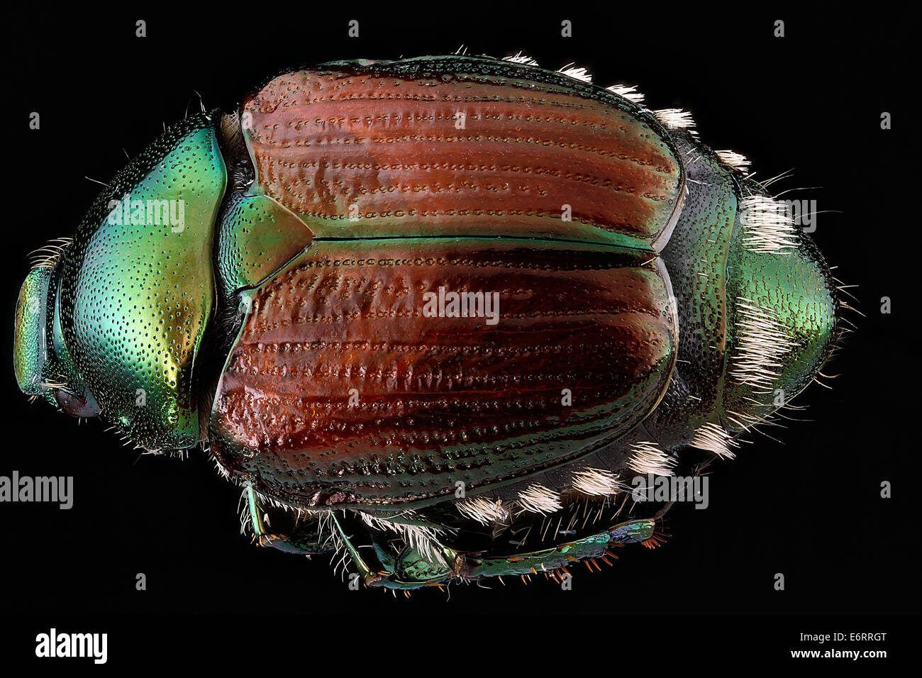 A back view of the Japanese beetle, Popillia japonica. This pest is ...