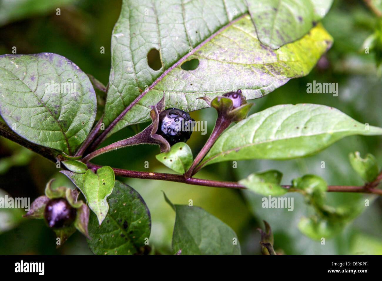 Atropa belladonna, deadly nightshade, poisonous ripened fruits, summer, dangerous plants Stock Photo