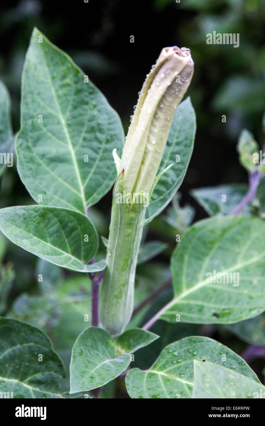 Datura stramonium alias Jimson weed, Thornapple, Gypsum weed Stock Photo
