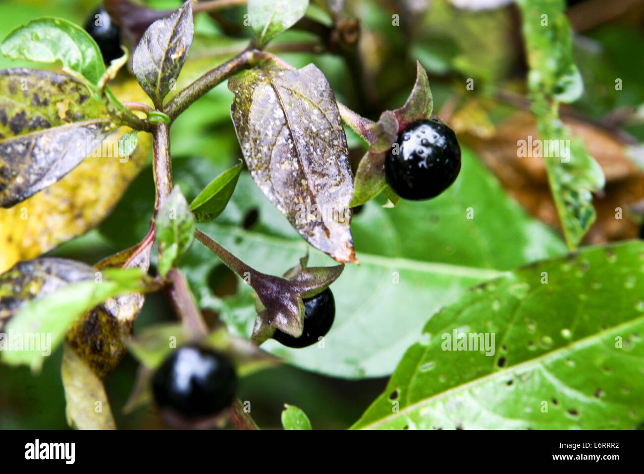 Atropa belladonna, deadly nightshade, poisonous ripened fruits, summer, dangerous plants Stock Photo