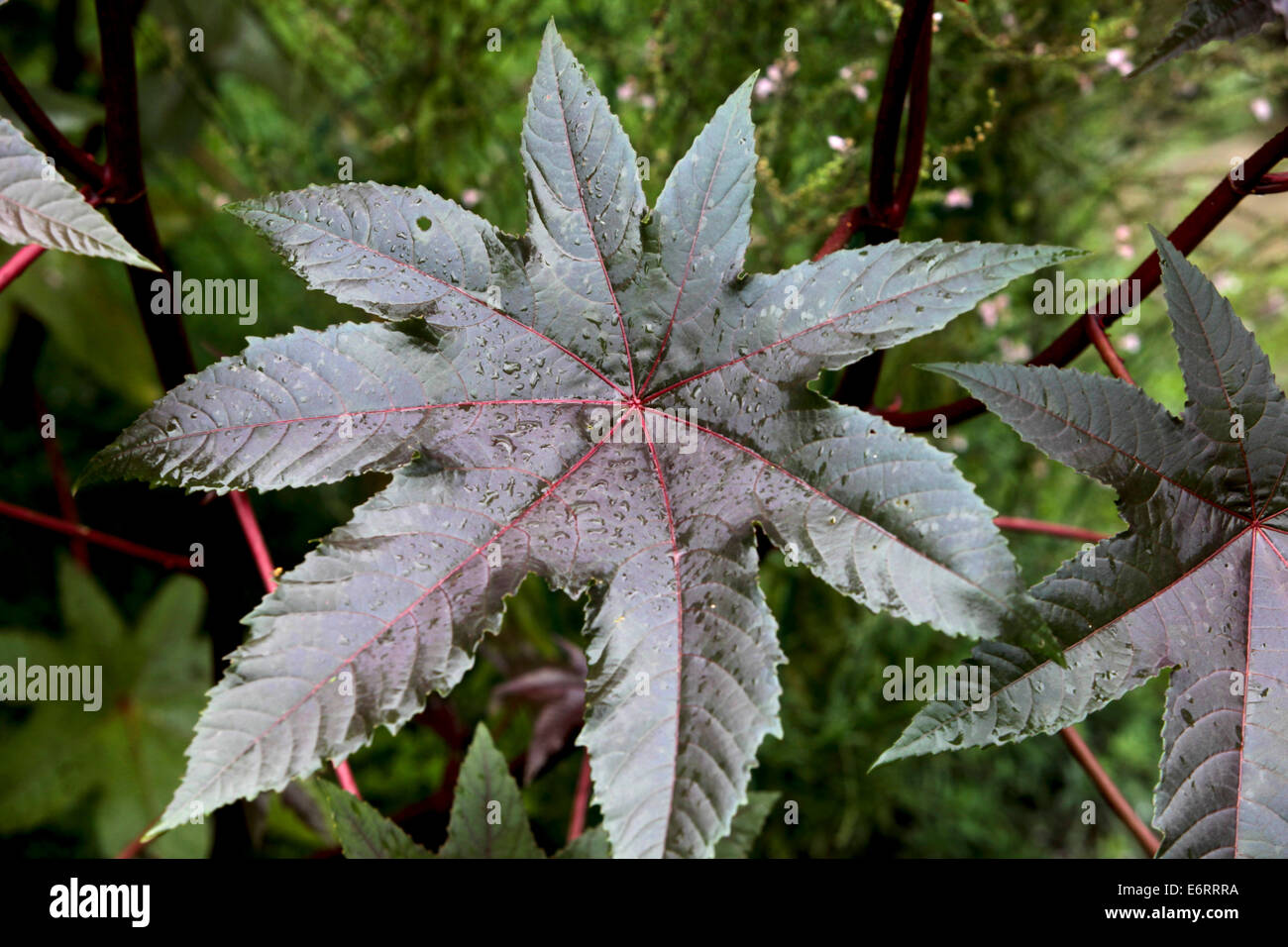 Castor oil plant, Ricinus communis, leaves, poisonous plant Stock Photo