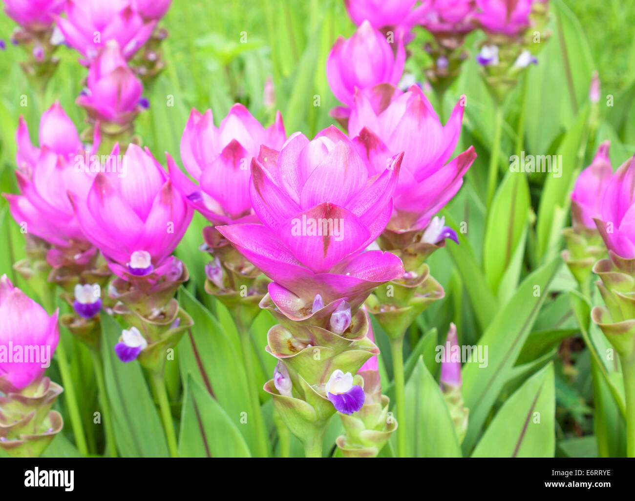 Field of Blooming curcuma (Curcuma alismatifolia) Stock Photo