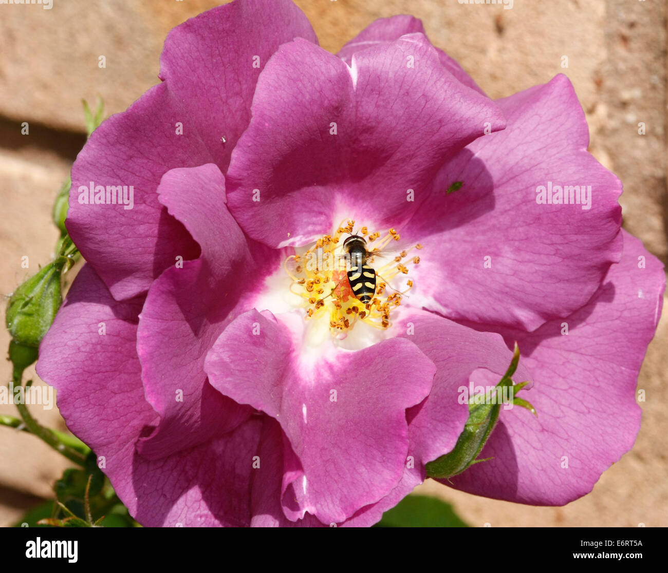 Inside of rose hi-res stock photography and images - Alamy