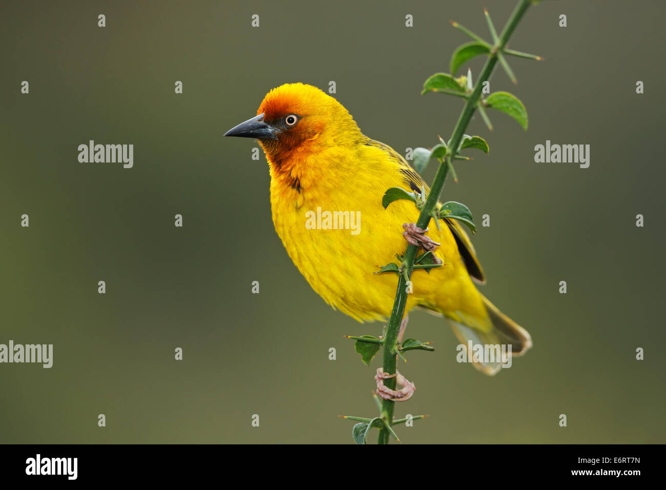 Male Cape weaver (Ploceus capensis) perched on a branch, South Africa Stock Photo