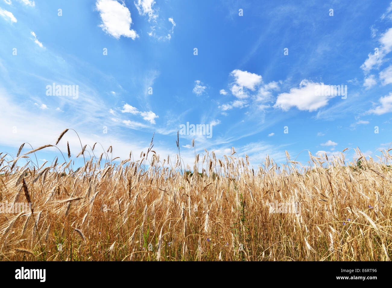 Summer landscape - Wheat field and blue sky with clouds Stock Photo - Alamy