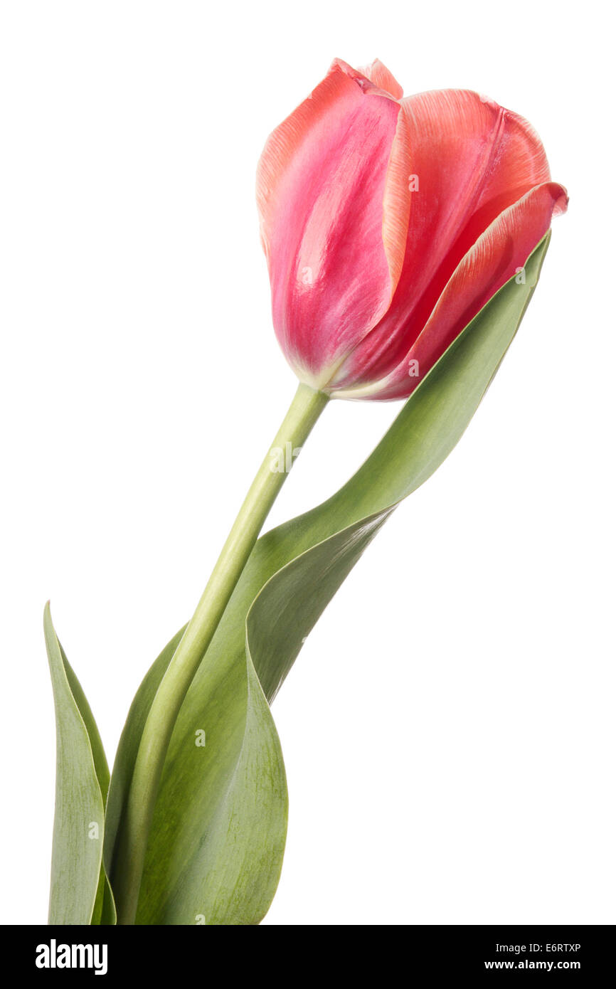 Single pink tulip flower isolated on a white background Stock Photo - Alamy