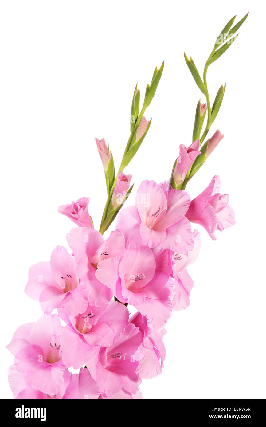 Pink gladiolus flowers isolated on a white background Stock Photo - Alamy