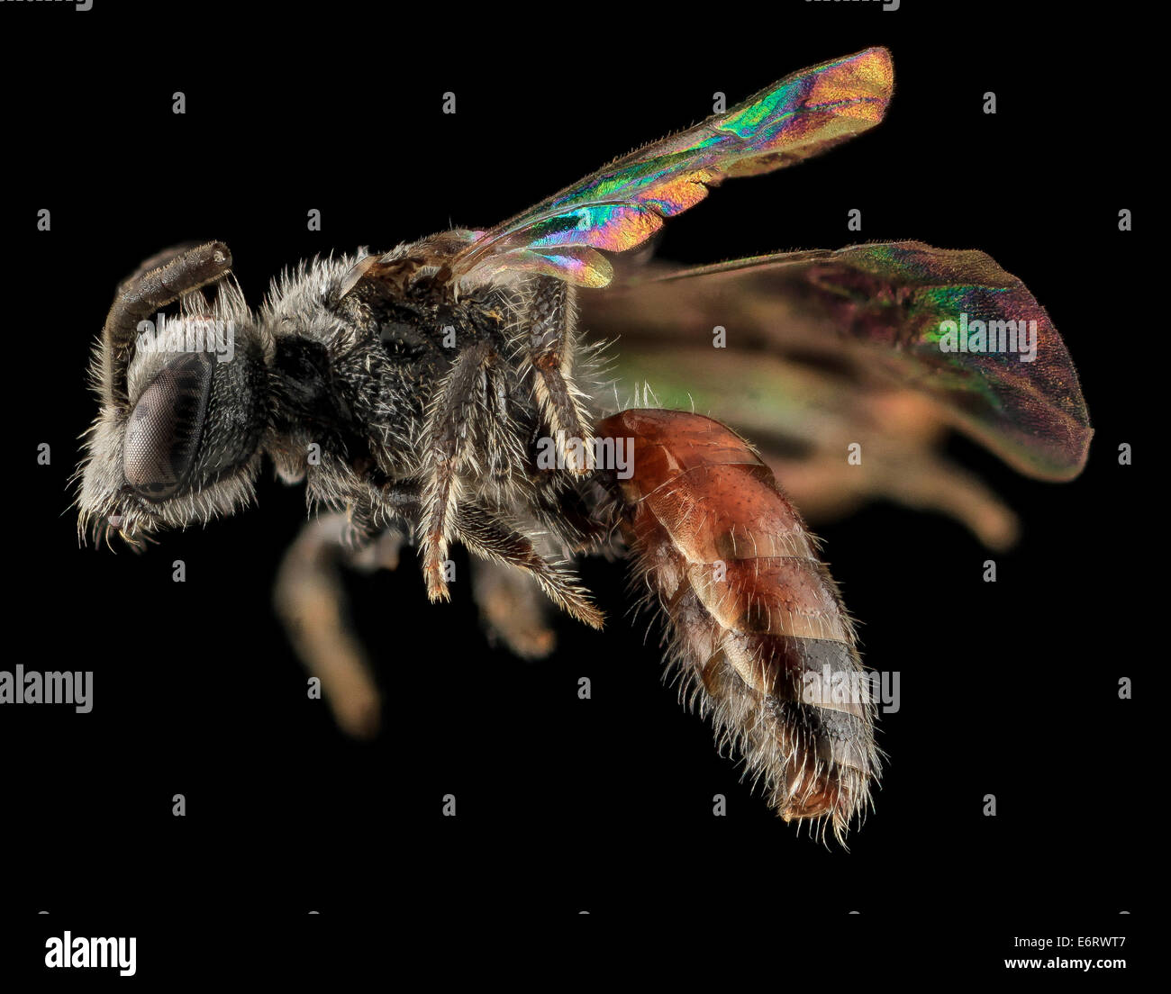 Sphecodes  brachycephalus, F, side, NC, Moore Co 2013-09-25-192659 ZS PMax 10566430705 o Another Heather Campbell collected bee  Stock Photo