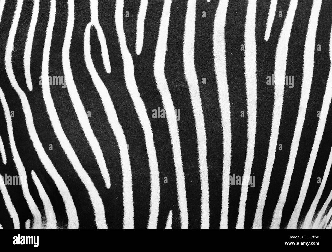 Black and white zebra texture or background taken from real animal ...